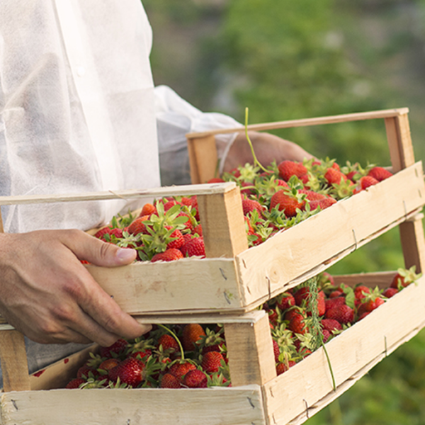Portrait male farmer holding freshly harvested strawberry fruit field  600x600